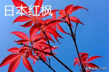 日本红枫血红枫（日本红枫别名）