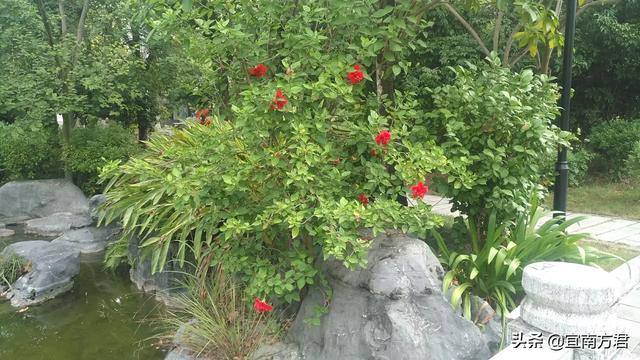 花草树木怎么过冬（花草树木怎么过冬的方法呢）