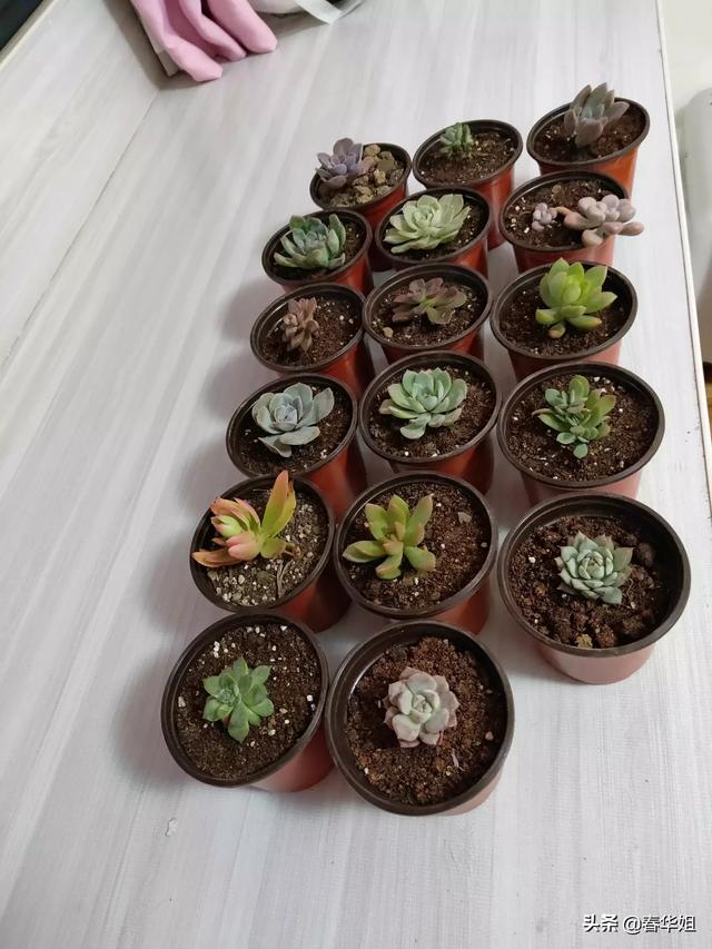 秋天种的花（秋天种的花草）