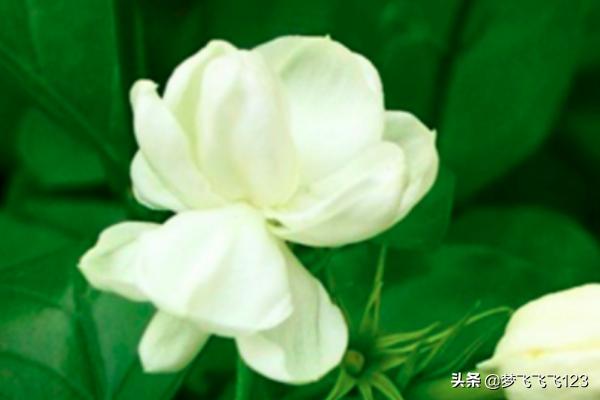 如何养好茉莉花（如何养好茉莉花浇什么水怎样培育）