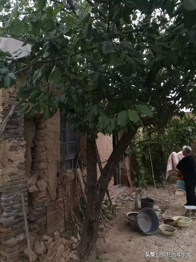 罗汉松值钱吗（罗汉松价值多少）