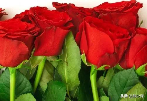 11朵代表什么意思（11朵花意思）