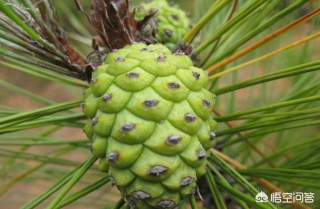 松树图片大图_松树图片大图欣赏