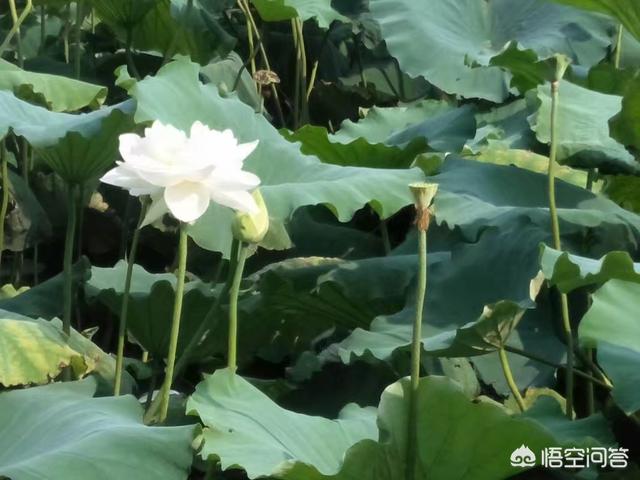 何花图片大全大图（何花图片大全大图仿真何花）