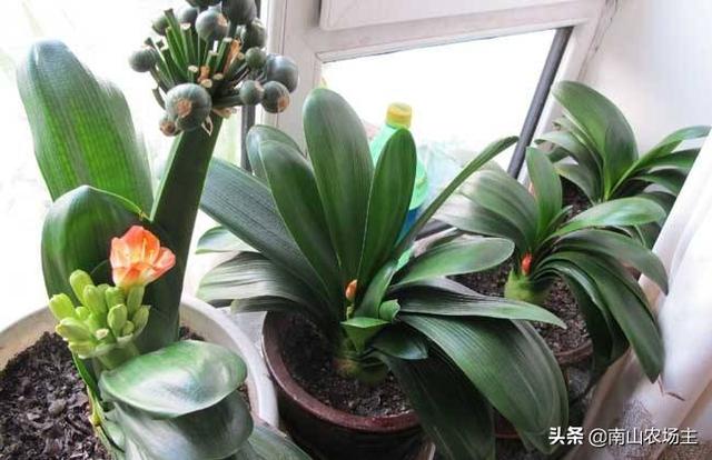 君子兰几年可以开花（君子兰几年开花几个叶开花）