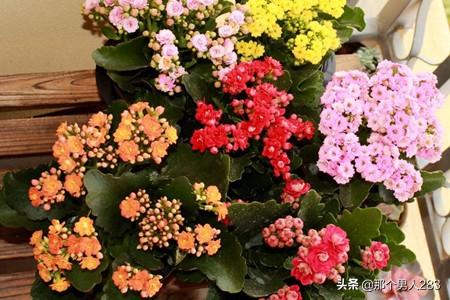 长寿花的养护方法及注意事项