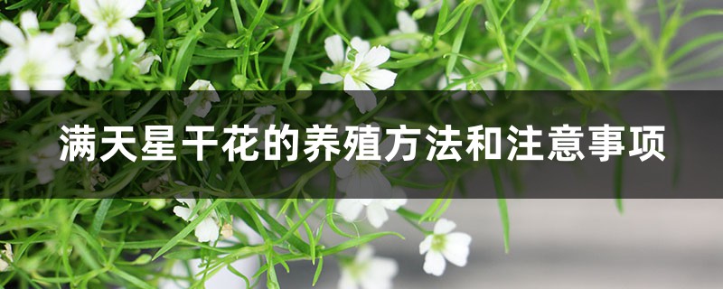干满天星怎么养(干满天星怎么养才不会枯萎)