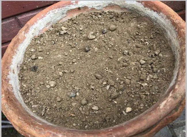 怎样种睡莲(睡莲正确的栽种方法)