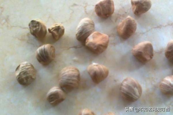 发财树怎样种植才能活