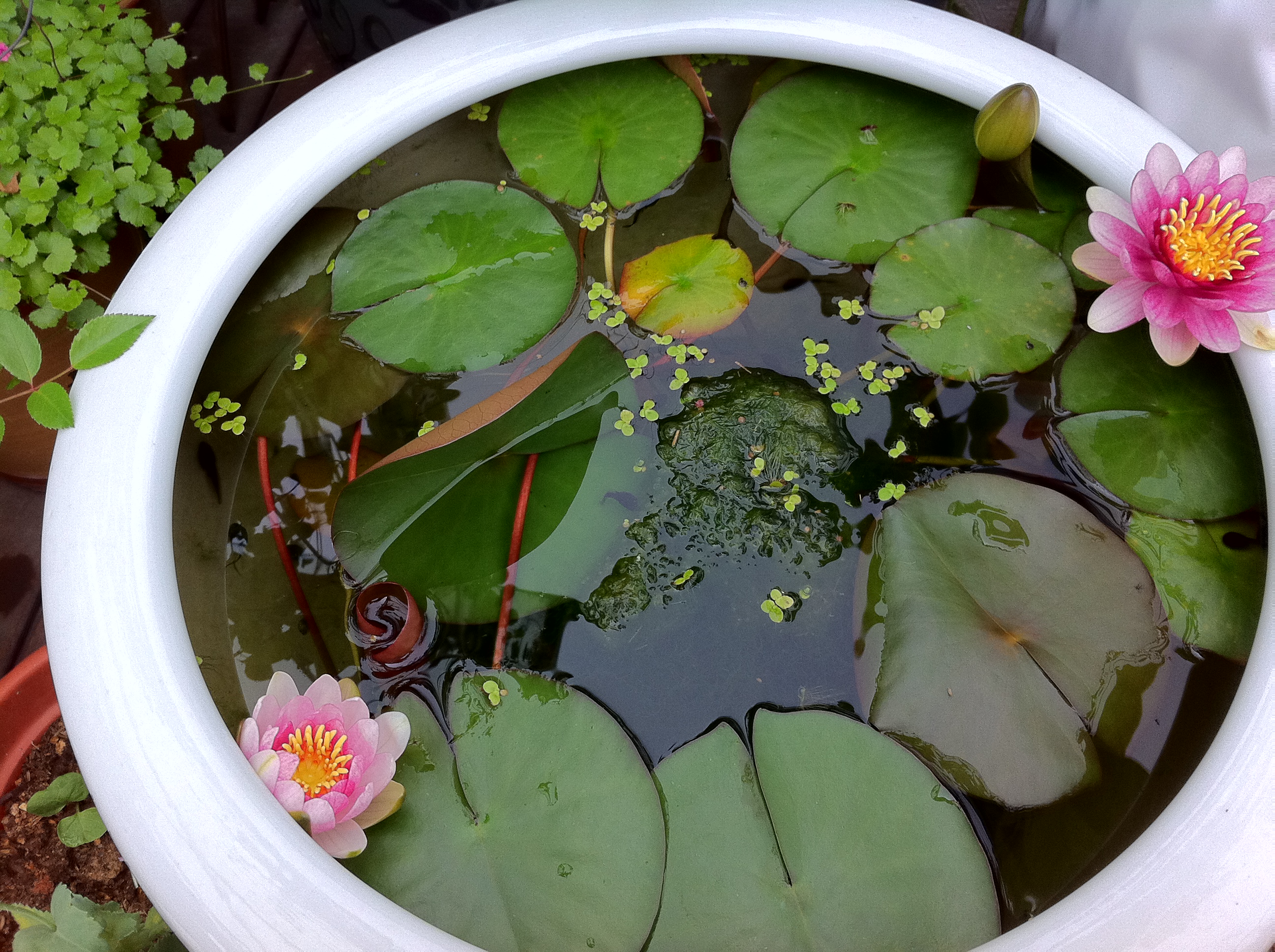 鲜花睡莲怎么养(鲜花睡莲的养法)