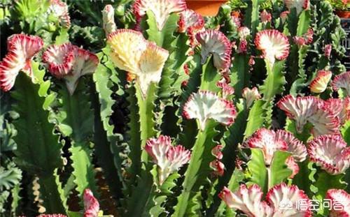 仙人掌开花条件(仙人掌开花花期)