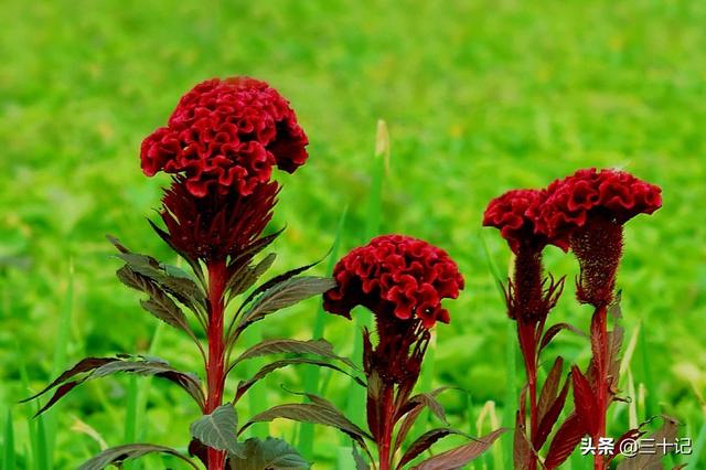 鸡冠花什么时候开花一天之内