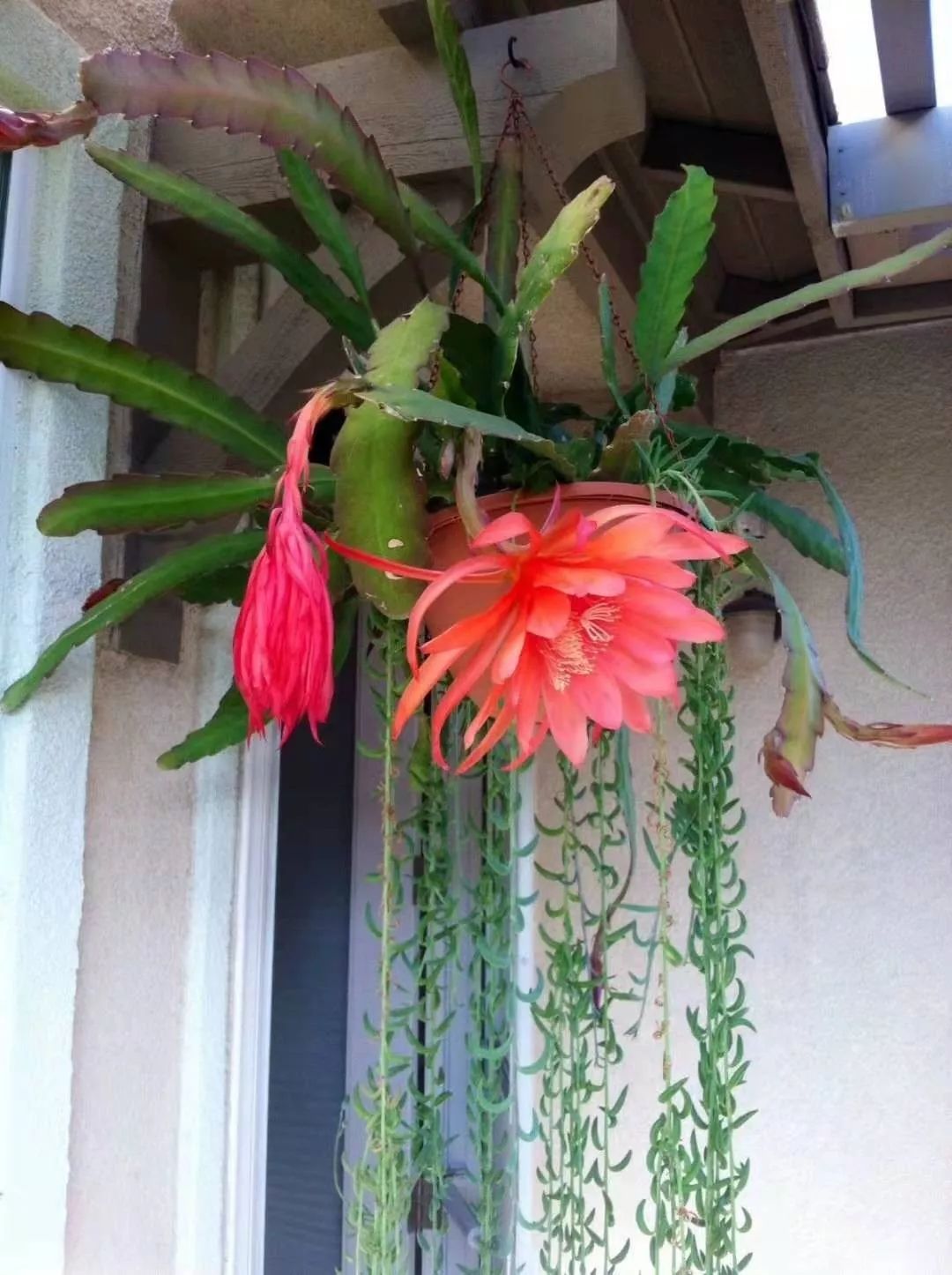 令箭荷花图片（令箭荷花图片大全大图）