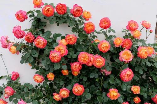 灌木开花植物品种（灌木花卉植物大全）