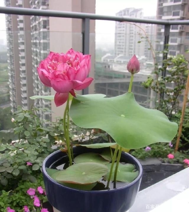 碗莲怎么养碗莲的水培方法(碗莲的水培方法和注意事项)