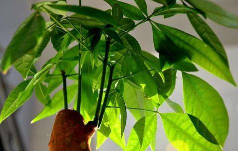 如何养好发财树的方法