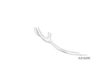 素描花卉图片大全（素描花卉图案）