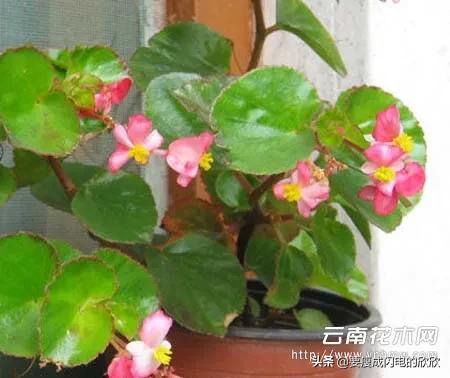 美丽海棠花的图片（美丽海棠花的图片唯美）