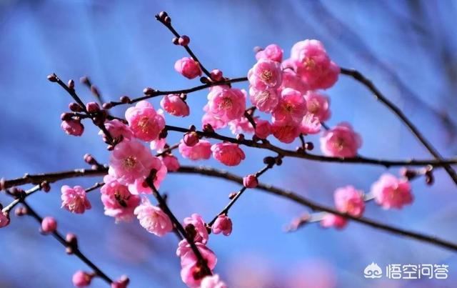 生日什么花最好（生日什么花最好最吉利）