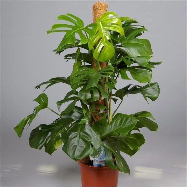 仙洞龟背竹的养殖方法（仙洞龟背竹的作用及风水）