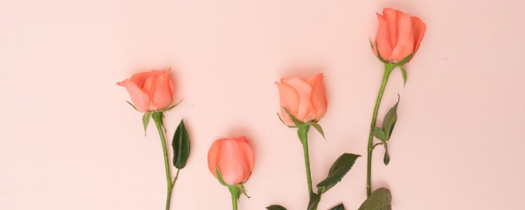 20朵粉玫瑰是什么意思（20朵粉玫瑰是什么意思啊）