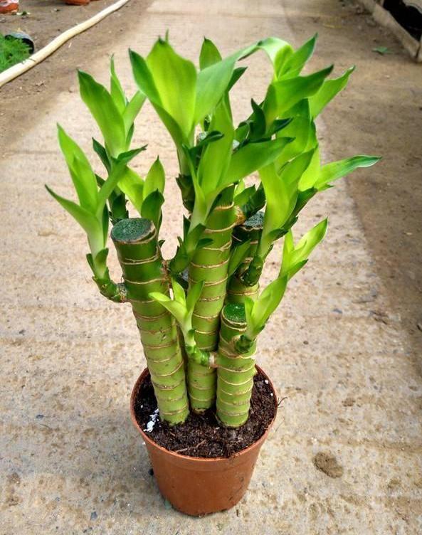 富贵竹土养的正确方法（富贵竹土养方法和注意事项）