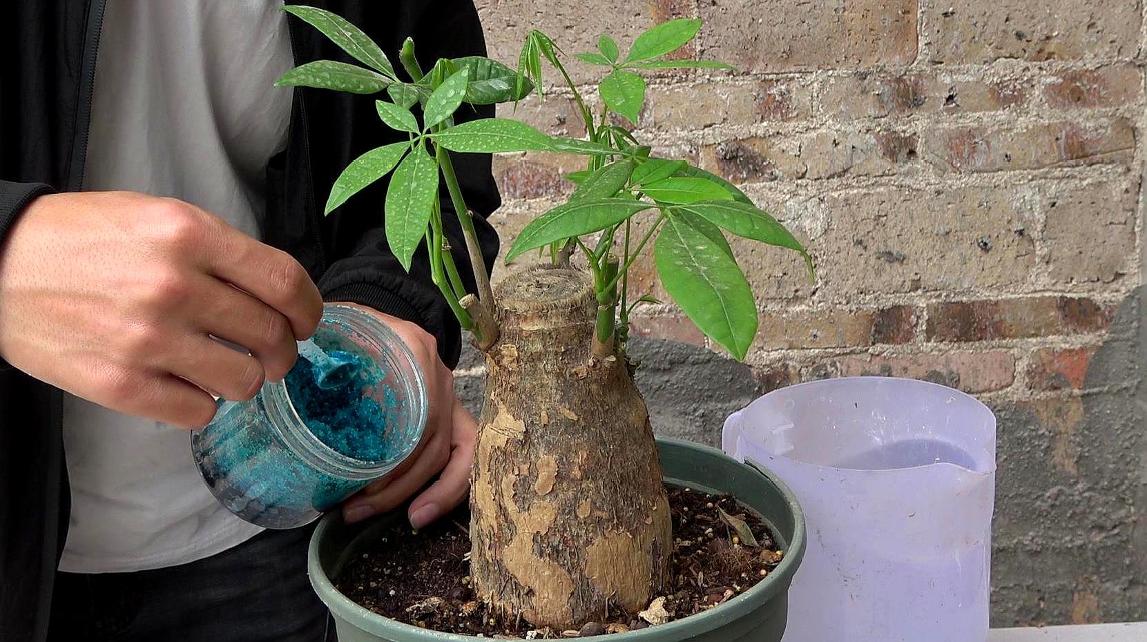 发财树用什么肥料(发财树用什么肥料最好 推荐)