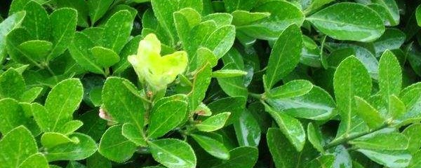 冬青最好看的盆景（冬青盆栽图片欣赏）