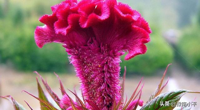 鸡冠花什么时候开花 几点钟（鸡冠花在什么时间开花）