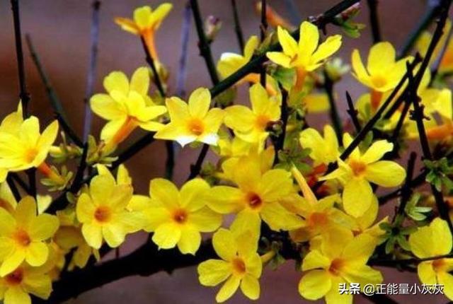 赞美迎春花的优美诗句（赞美迎春花的经典诗句）