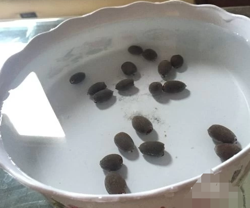 睡莲靠什么办法传播种子（睡莲靠什么办法传播种子呢）