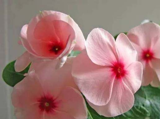 最漂亮的长春花品种（长春花花色品种）