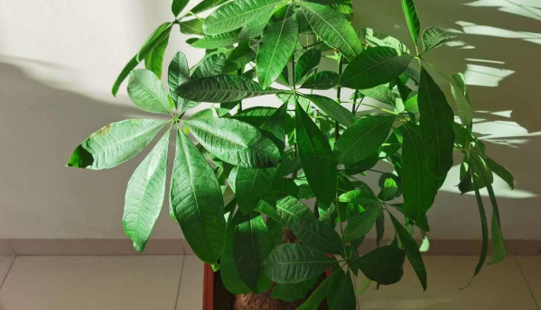 发财树修剪和栽培（发财树修剪和栽培注意事项）