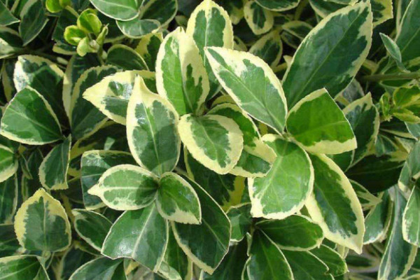 金边大叶黄杨什么科什么属（金边大叶黄杨园林用途）