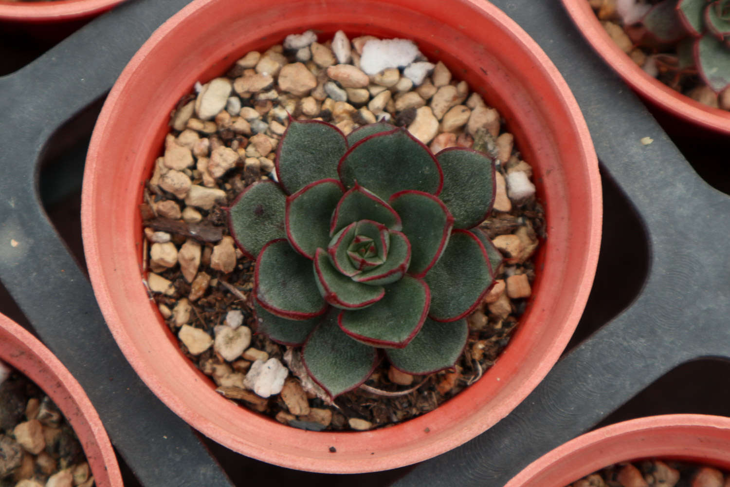 常见多肉植物品种（常见的多肉品种）