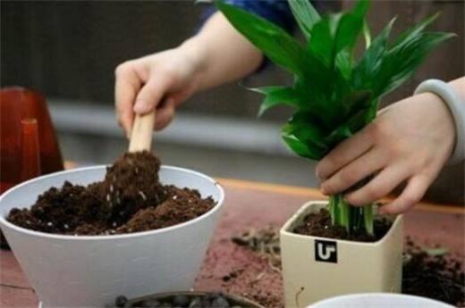 盆栽白兰花怎么养（白兰盆栽花的养殖方法和注意事项）