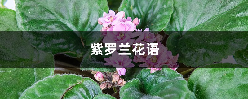 紫罗兰的真正花语（紫罗兰花语及象征意义）