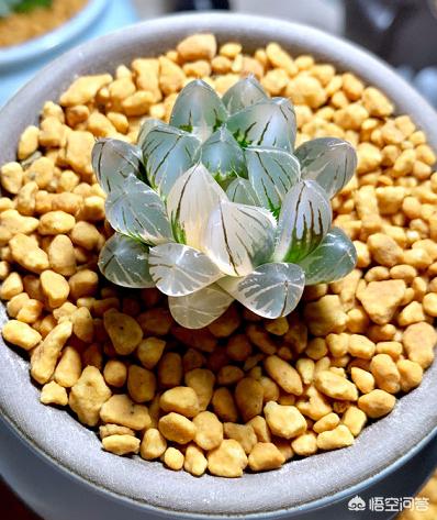 多肉植物几天浇一次水（多肉几天浇一次水呢）