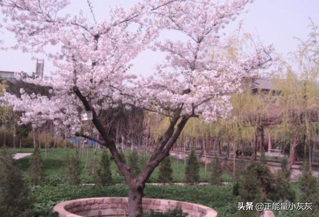 形容樱花漂亮唯美的诗句（形容樱花的诗句美好）