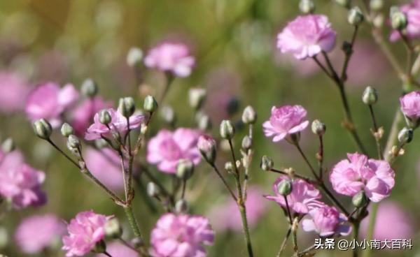 满天星玫瑰花语和寓意（满天星玫瑰花花束图片）