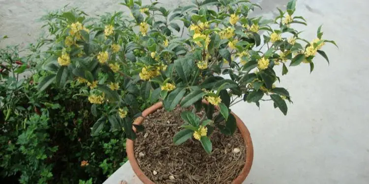 四季桂花怎么养家庭养法（四季桂花怎样养）