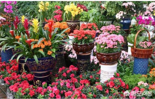 家中最好养的6种花（家中养什么花好养）