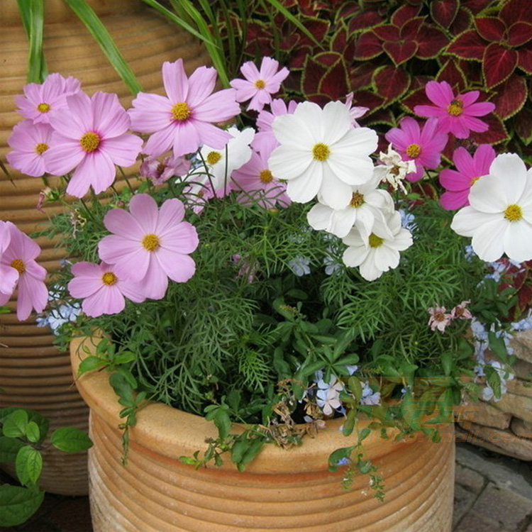 波斯菊图片大全高清大图（波斯菊图画）