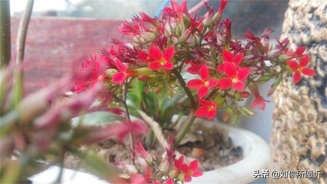 长寿花如何养护和管理（长寿花如何养护和管理视频）