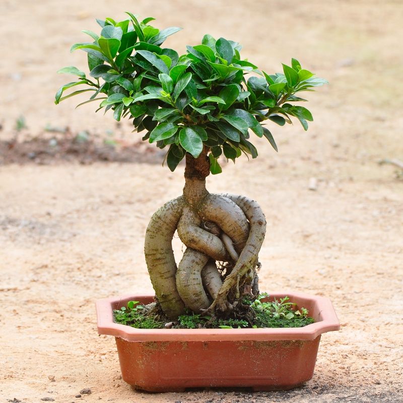 小榕树怎么养才能更旺盛（怎样养小榕树盆景）