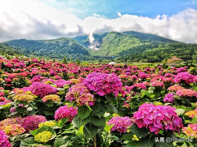 500种鲜花大全（100种鲜花的图片和花语）