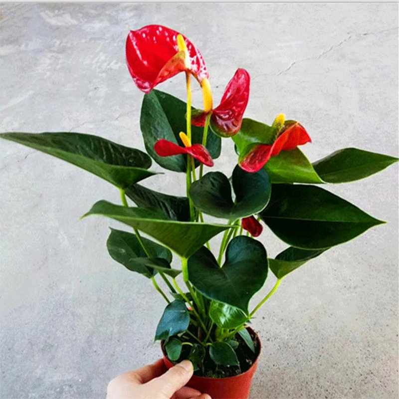 红掌花怎么养才能长得茂盛（红掌花怎么养才会茂盛）