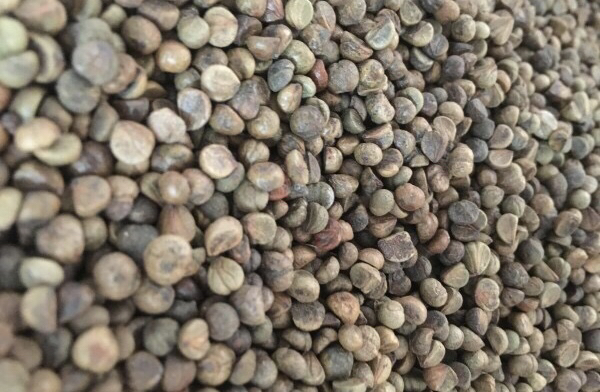 爬山虎有种子吗（爬山虎的种子图片）