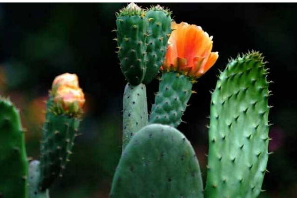 仙人掌的花叫什么（仙人掌的花叫什么名字）