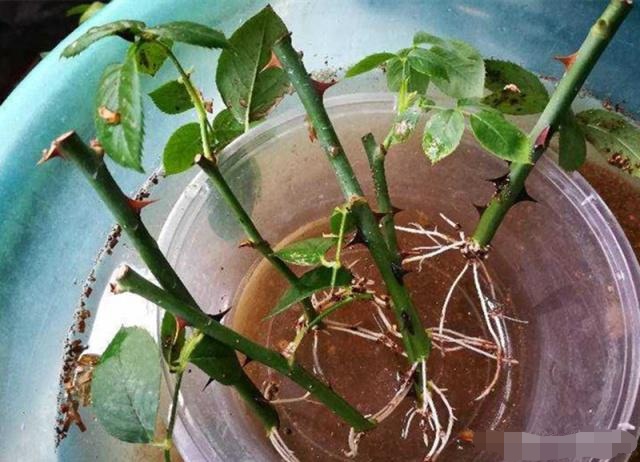 月季花的扦插方法水培（月季花水扦插视频）